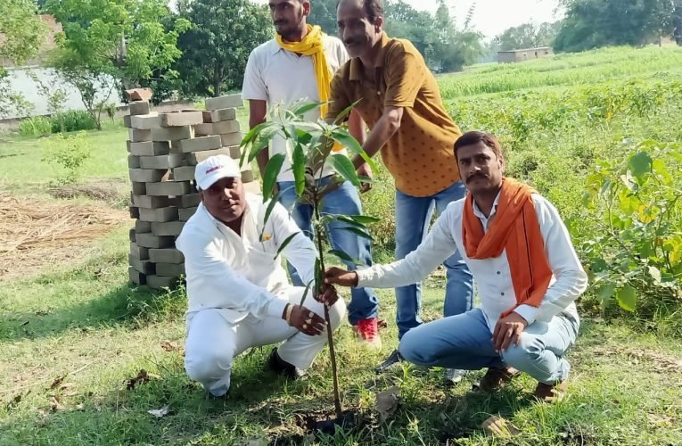 समाजसेवी ने किया पौधरोपण